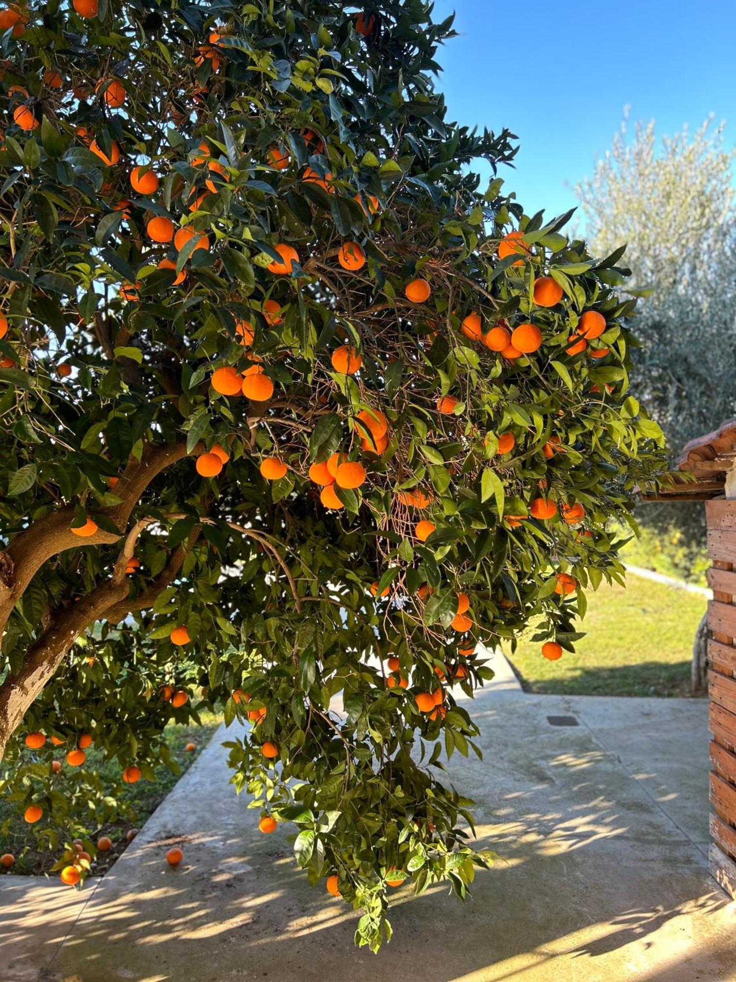Апартаменты The Orange Garden Нафплион Экстерьер фото