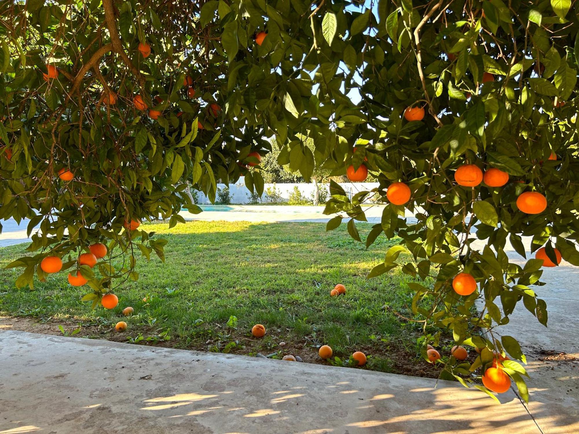 Апартаменты The Orange Garden Нафплион Экстерьер фото